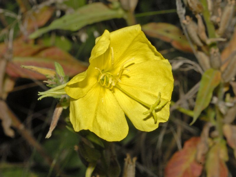 Dei bei fiori gialli - Oenothera sp.